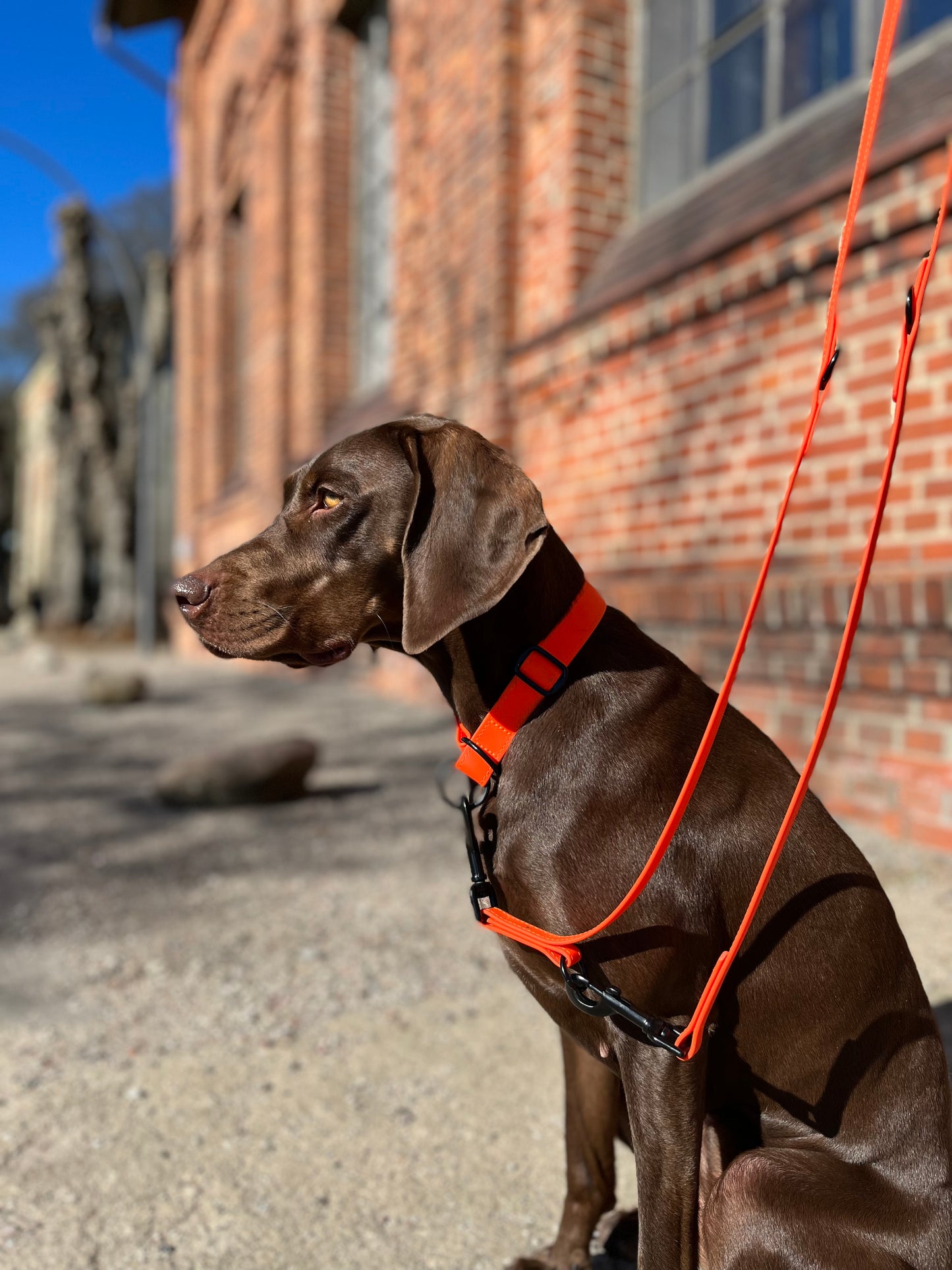 <transcy>Biothane collar Classic</transcy>