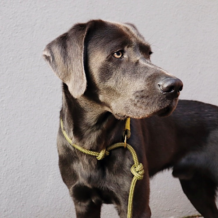 <transcy>Retriever leash</transcy>