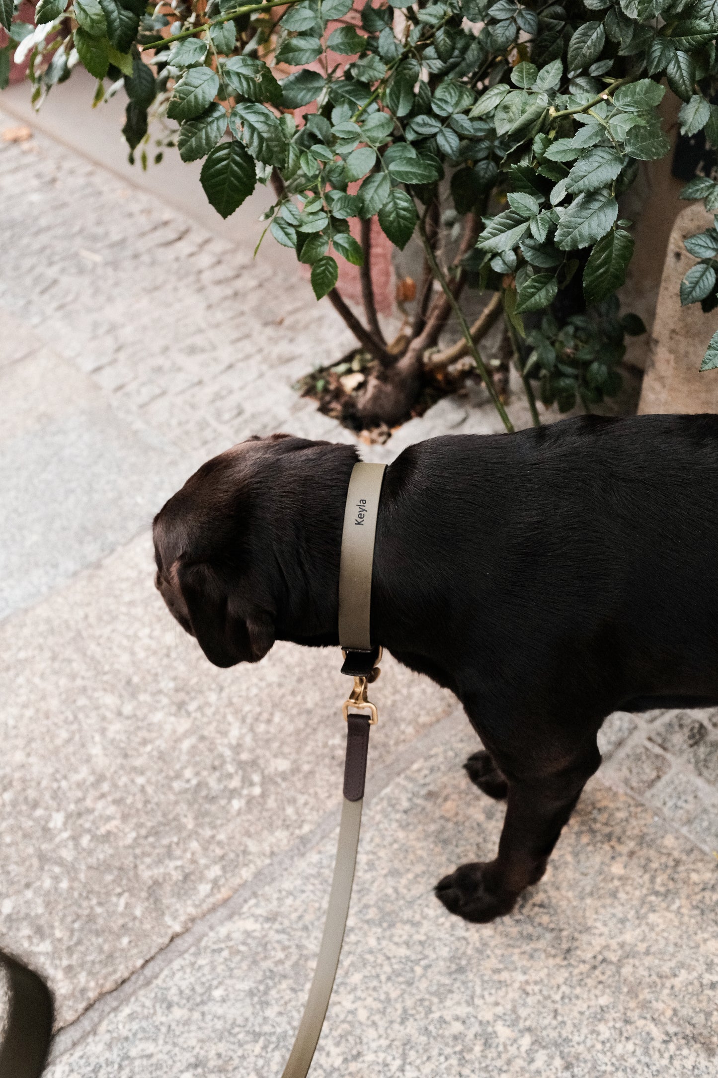 Biothane Halsband Maddison