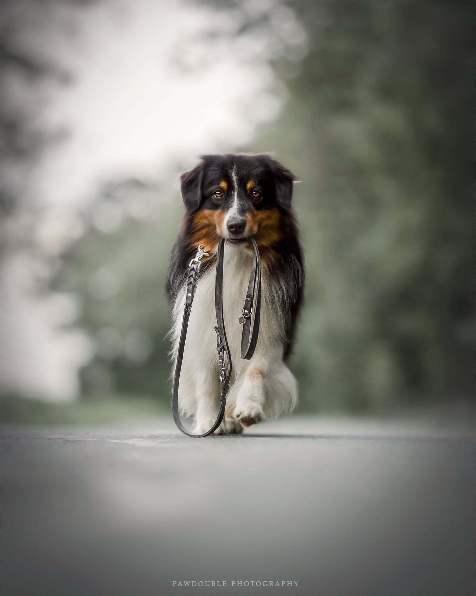 <transcy>Fat leather leash</transcy>