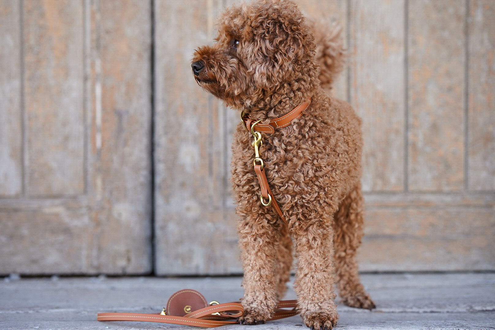 Biothane Halsband Nooka Toffee small