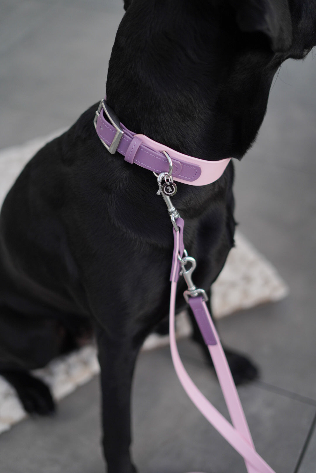 Biothane Halsband Maddison wide