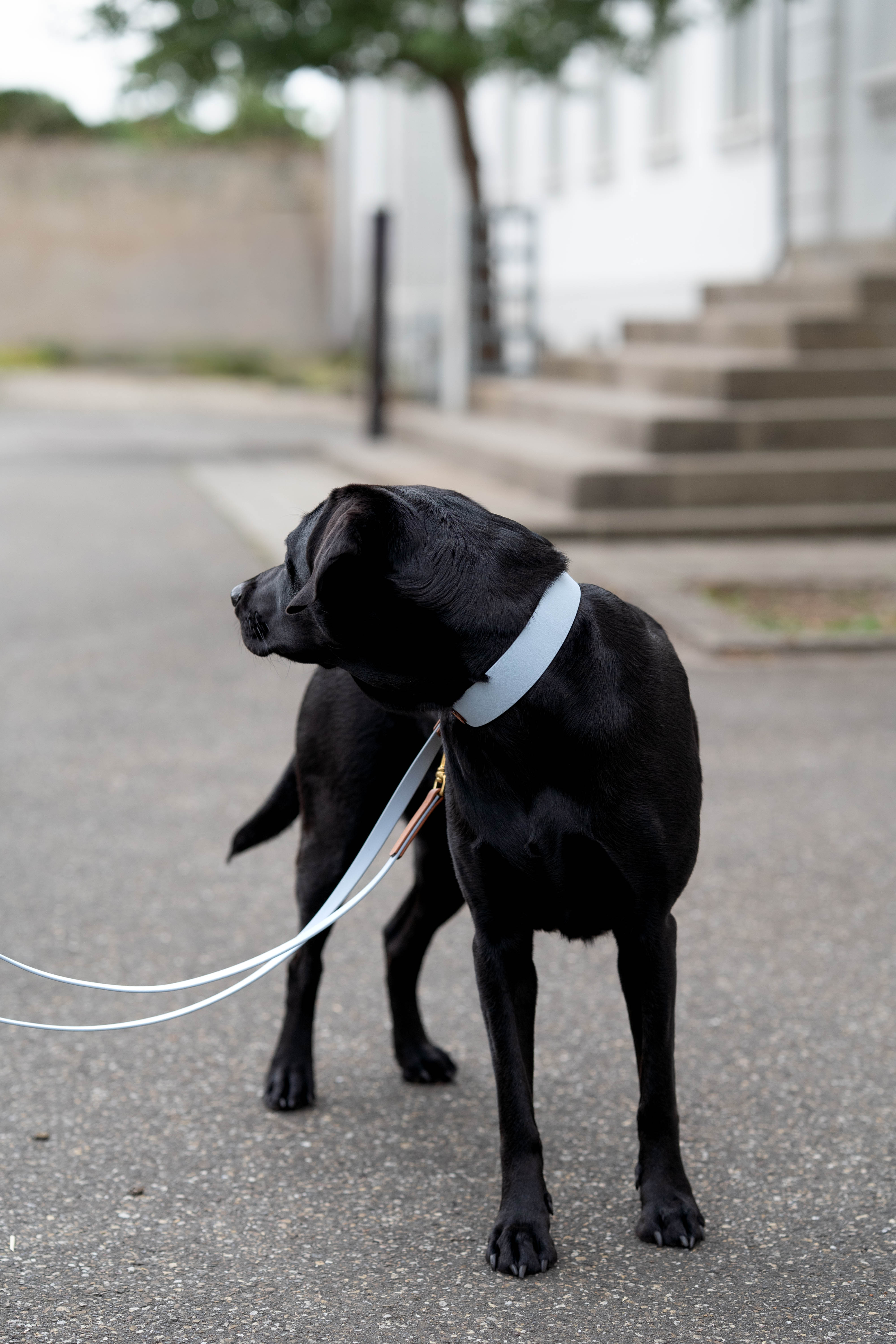 Biothane Halsband Maddison wide