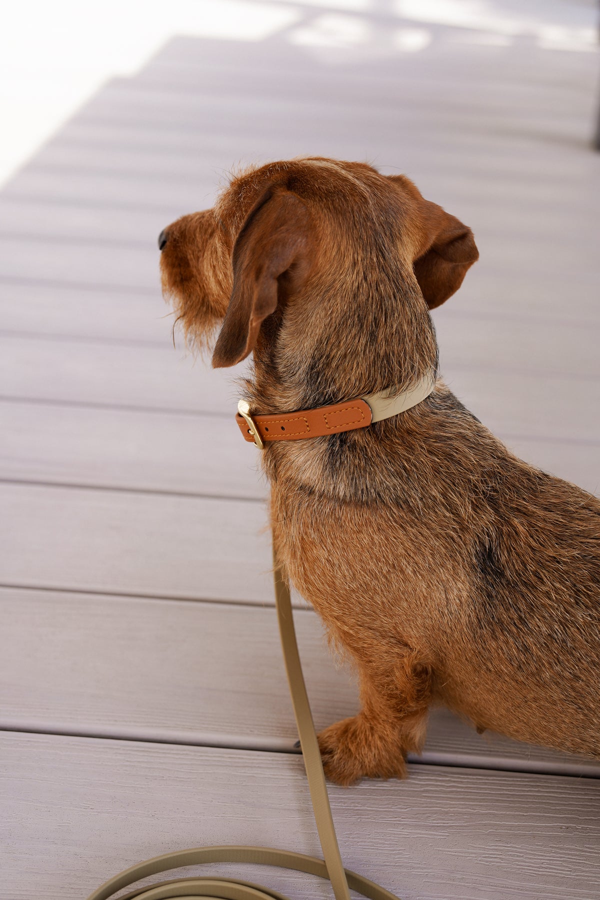 Biothane Halsband Maddison small