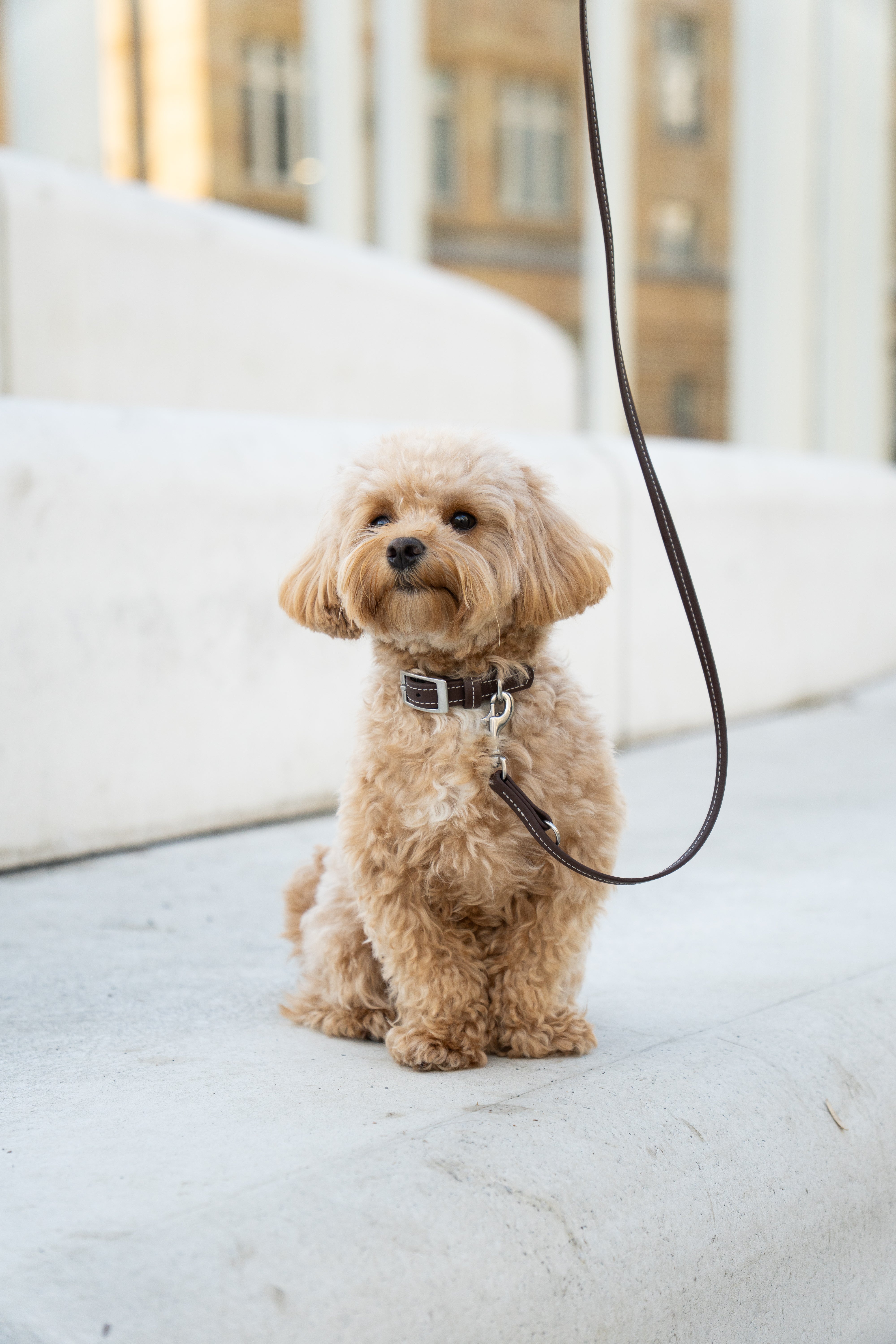 Biothane Leine Nooka Chocolate small