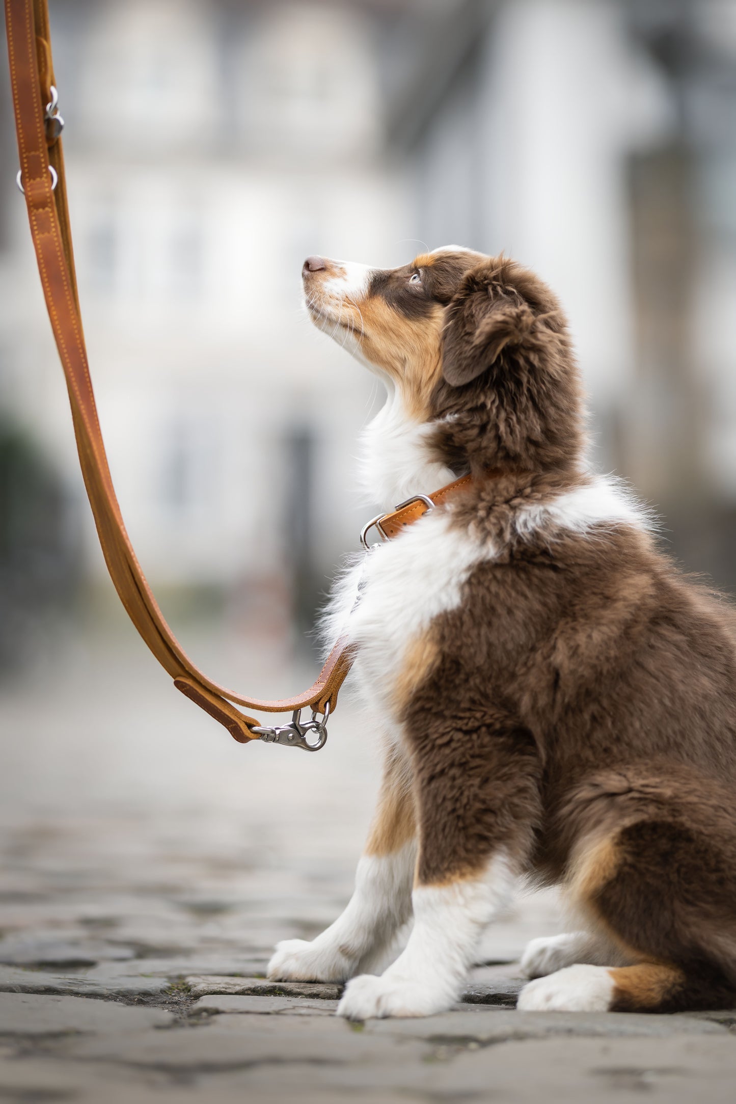 <transcy>Classic leather leash</transcy>