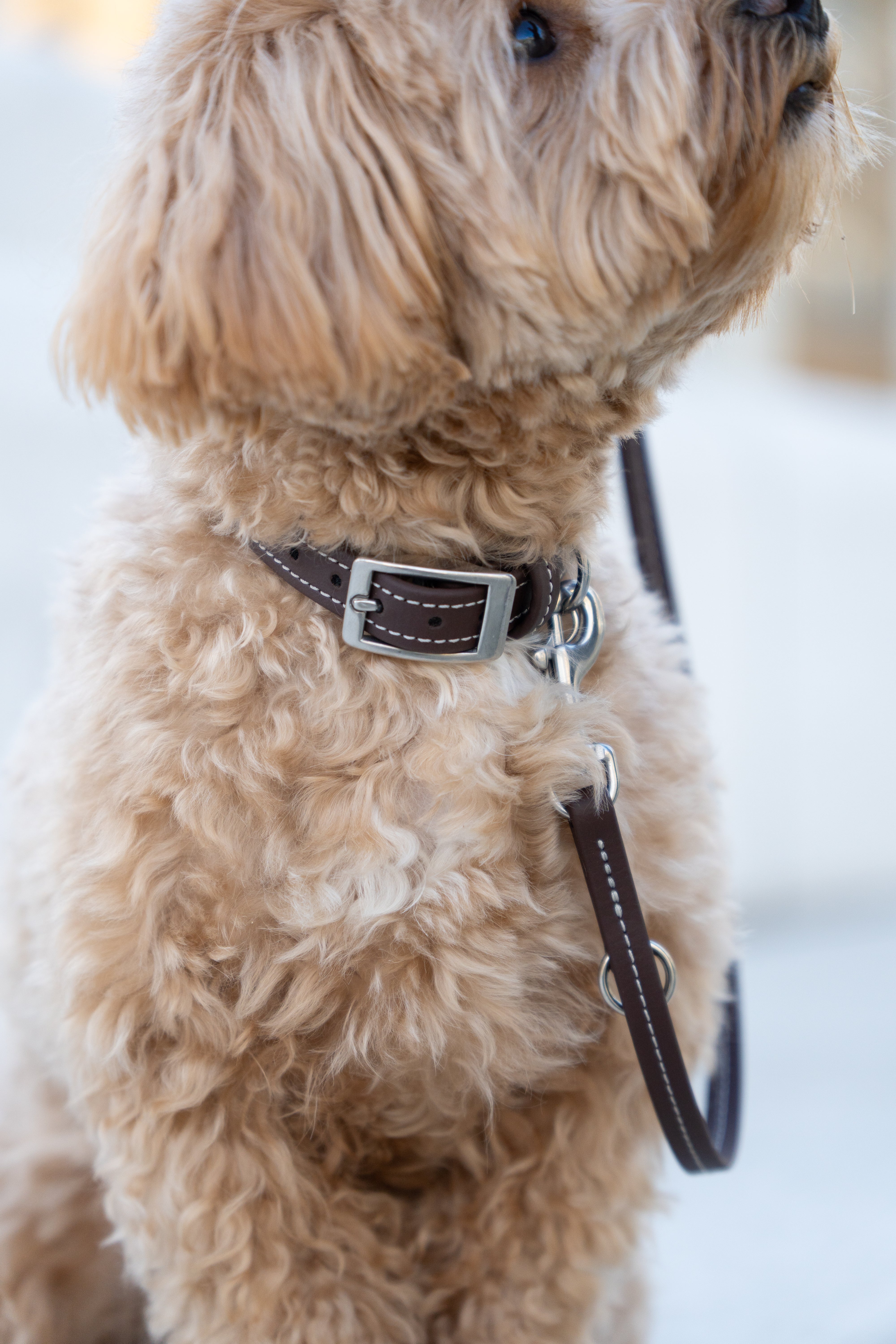 Biothane Leine Nooka Chocolate small