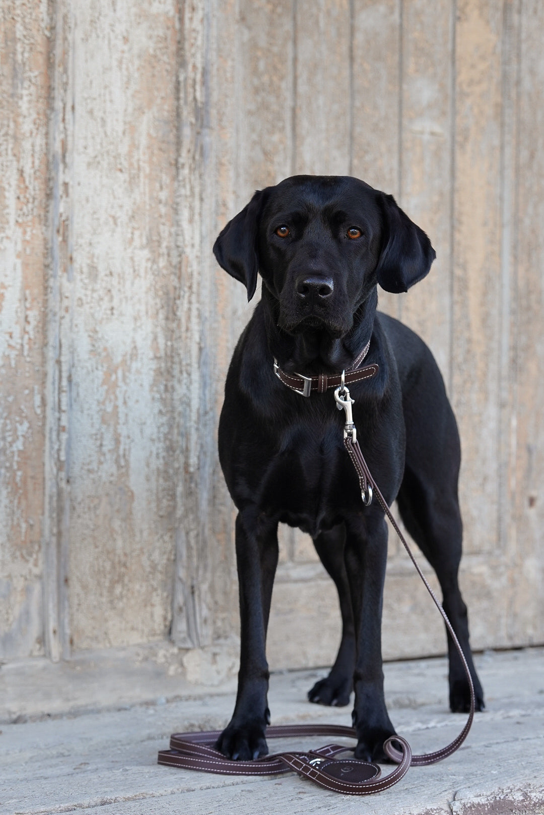 Biothane Leine Nooka Chocolate