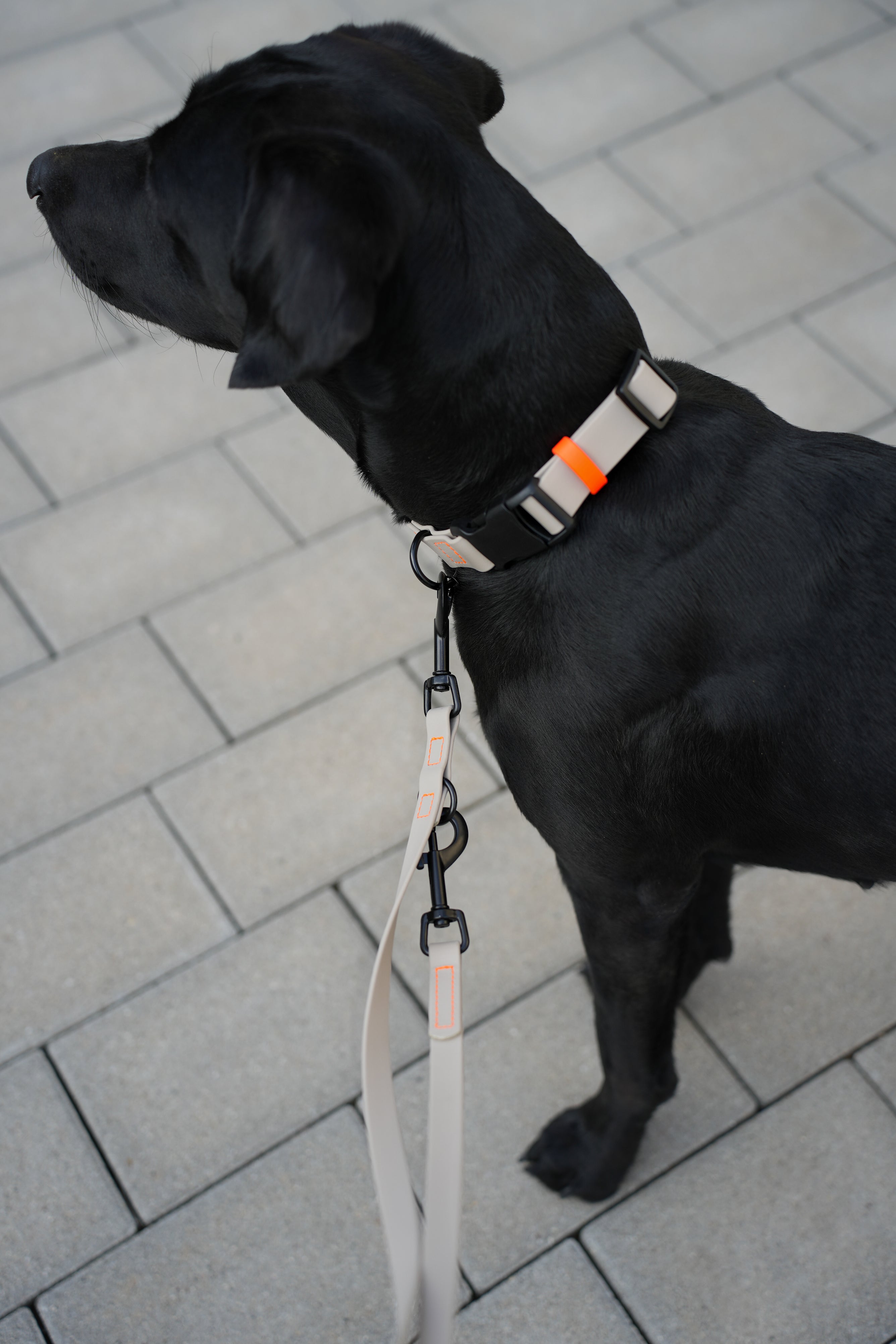 Biothane Halsband Nemi-Klick