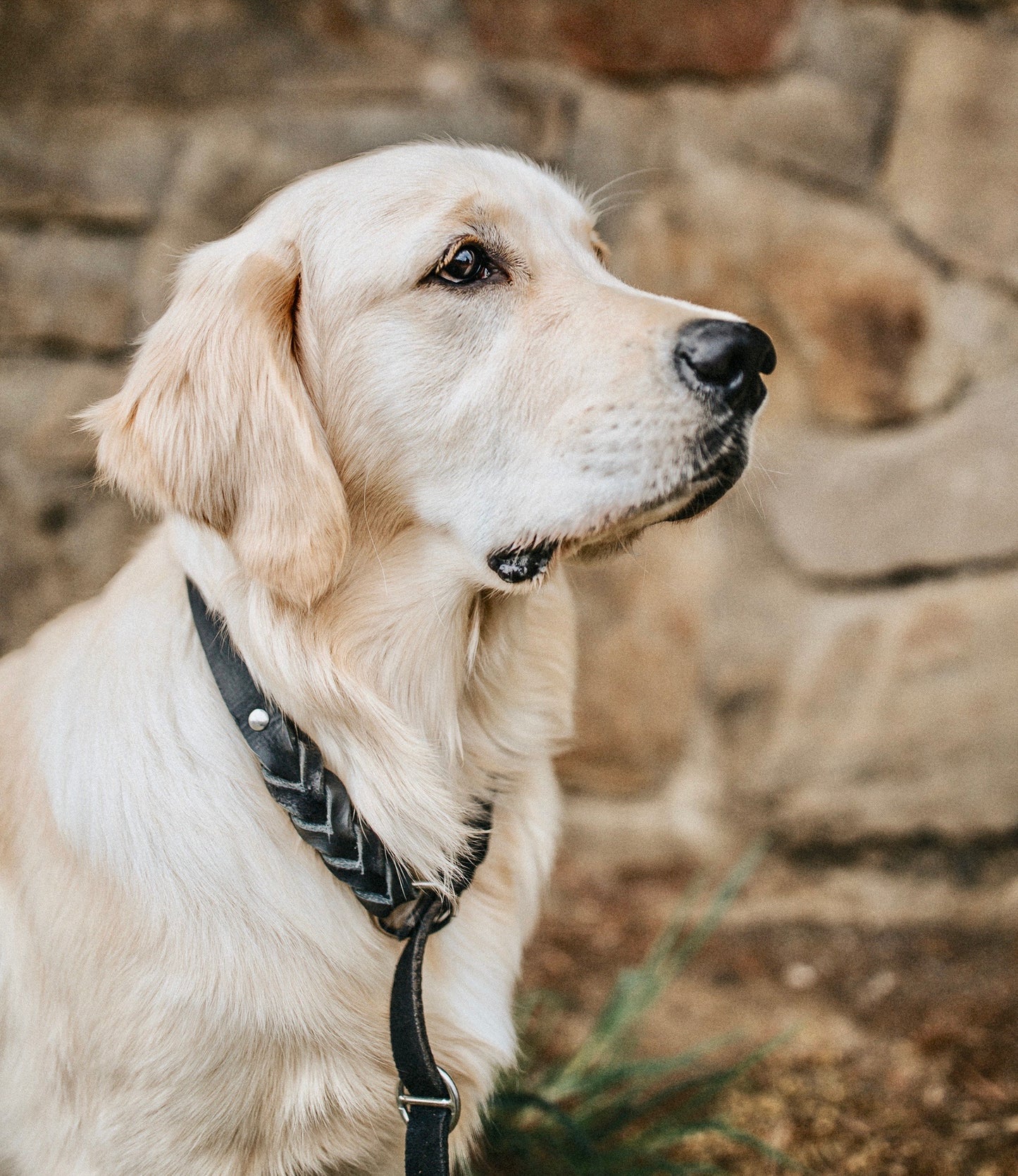 <transcy>Fat leather retriever leash</transcy>