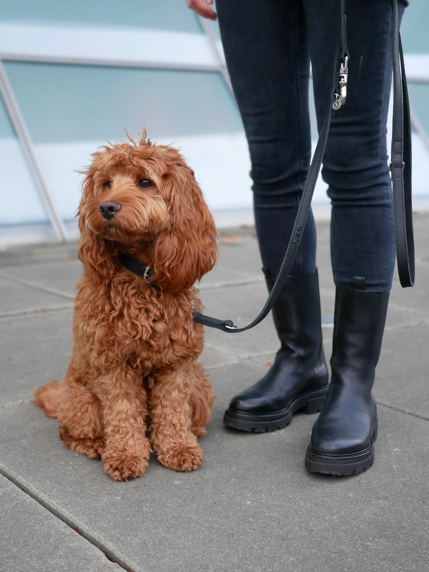 <transcy>Classic leather leash</transcy>