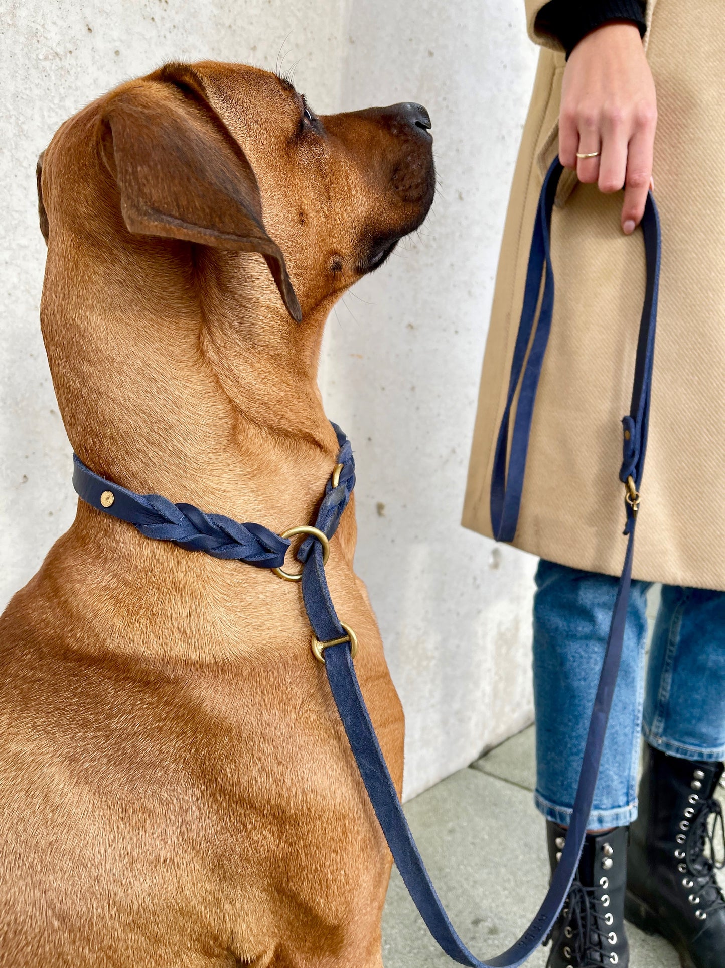 <transcy>Fat leather retriever leash</transcy>